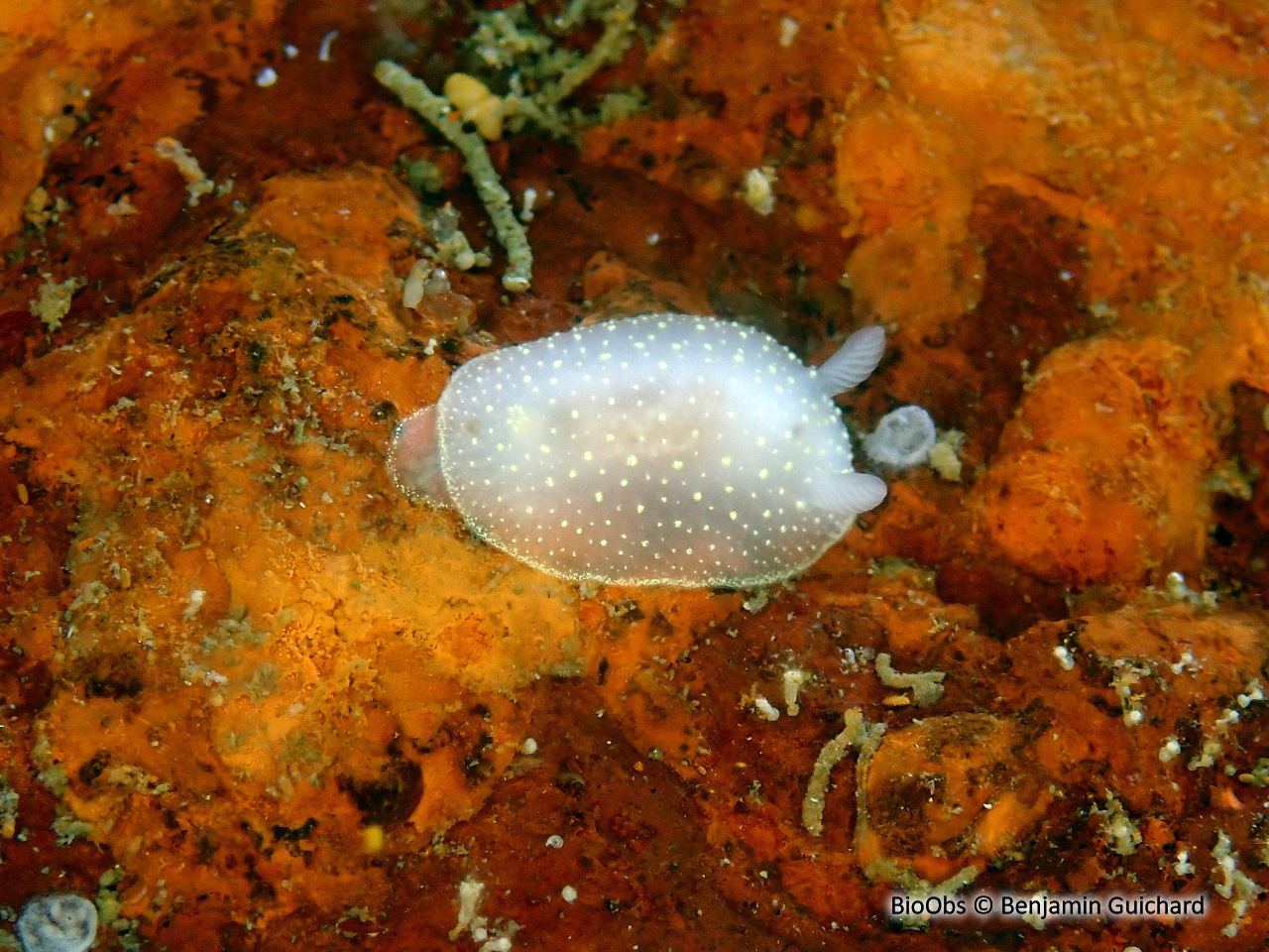 Cadline translucide - Cadlina pellucida - Benjamin Guichard - BioObs