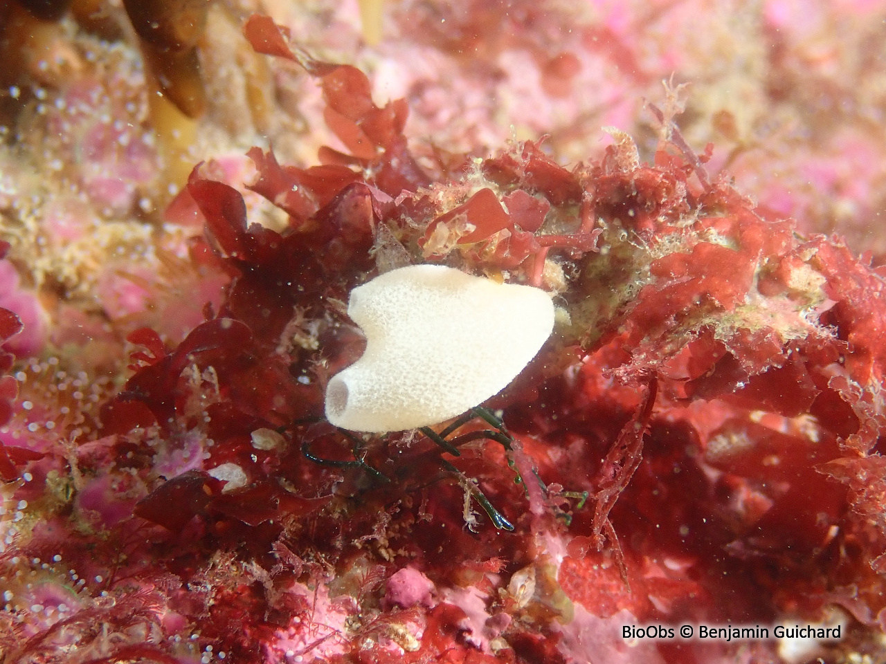 Eponge petite bourse aplatie - Grantia compressa - Benjamin Guichard - BioObs