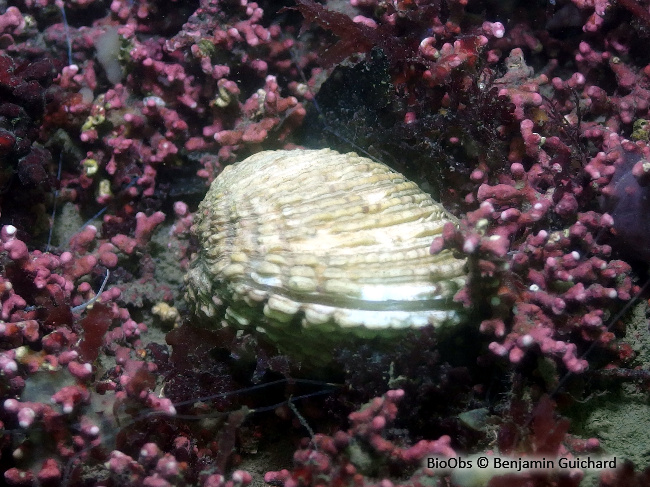 Praire commune - Venus verrucosa - Benjamin Guichard - BioObs