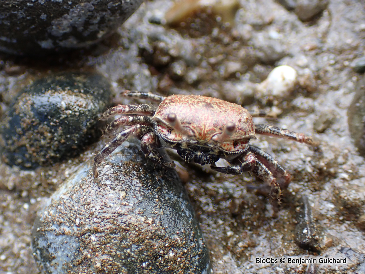 Crabe violoniste perplexe - Austruca perplexa - Benjamin Guichard - BioObs