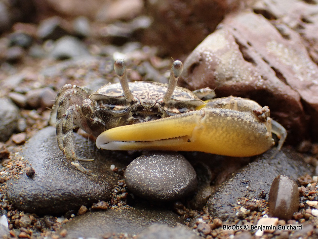 Crabe violoniste perplexe - Austruca perplexa - Benjamin Guichard - BioObs