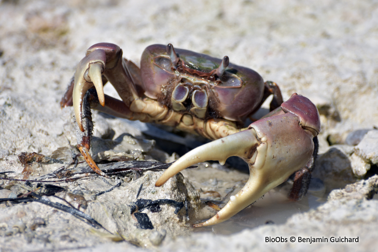 Gécarcin bourreau - Cardisoma carnifex - Benjamin Guichard - BioObs