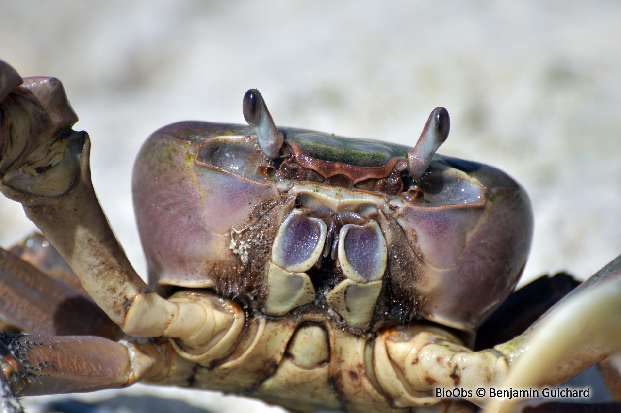 Gécarcin bourreau - Cardisoma carnifex - Benjamin Guichard - BioObs