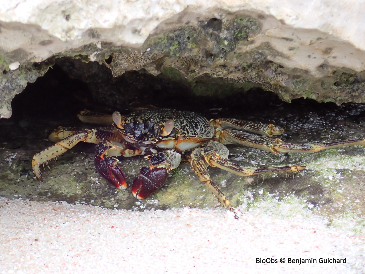 Crabe courreur commun - Grapsus tenuicrustatus - Benjamin Guichard - BioObs