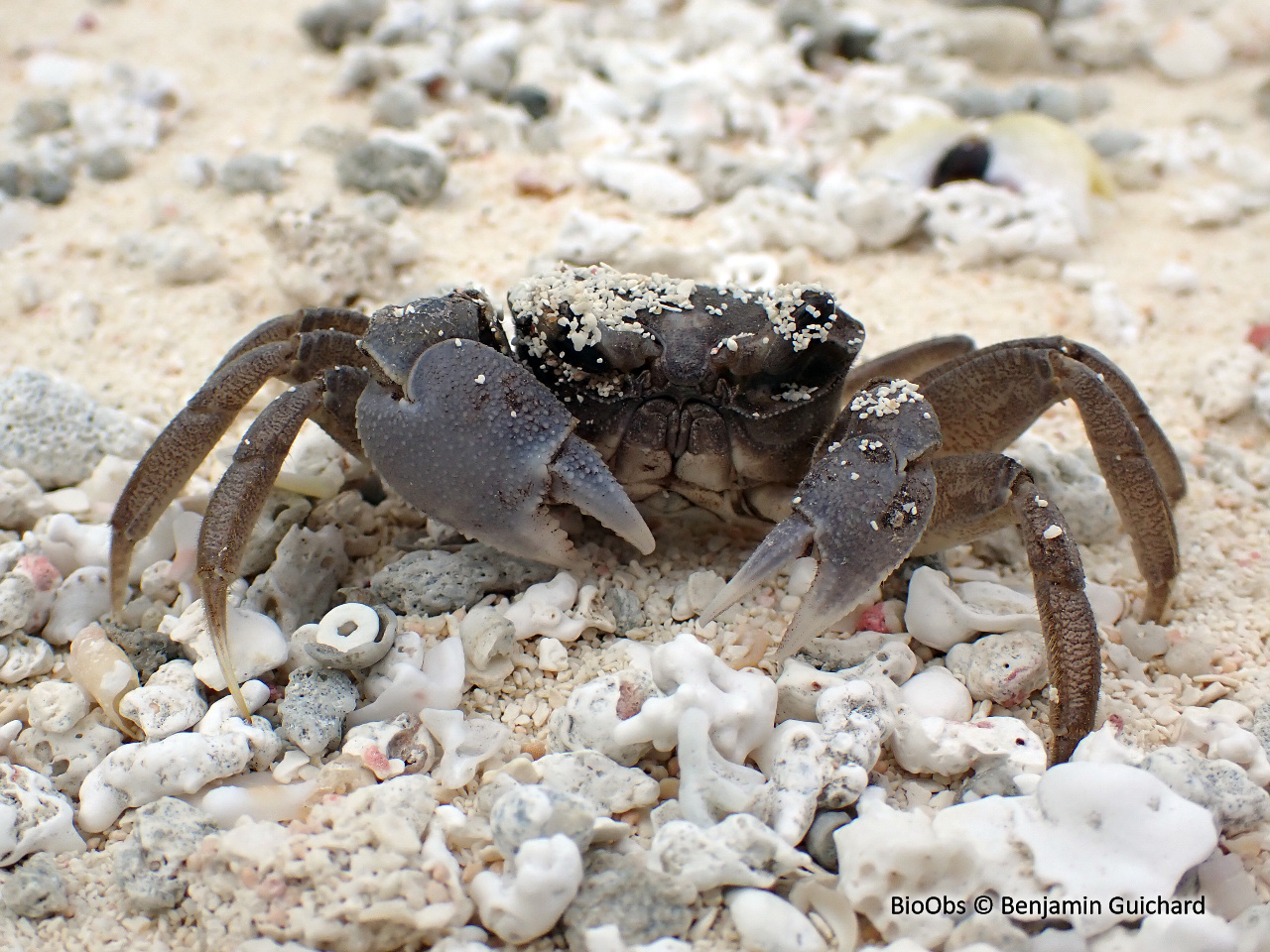 Crabe fantôme commun - Ocypode cordimanus - Benjamin Guichard - BioObs