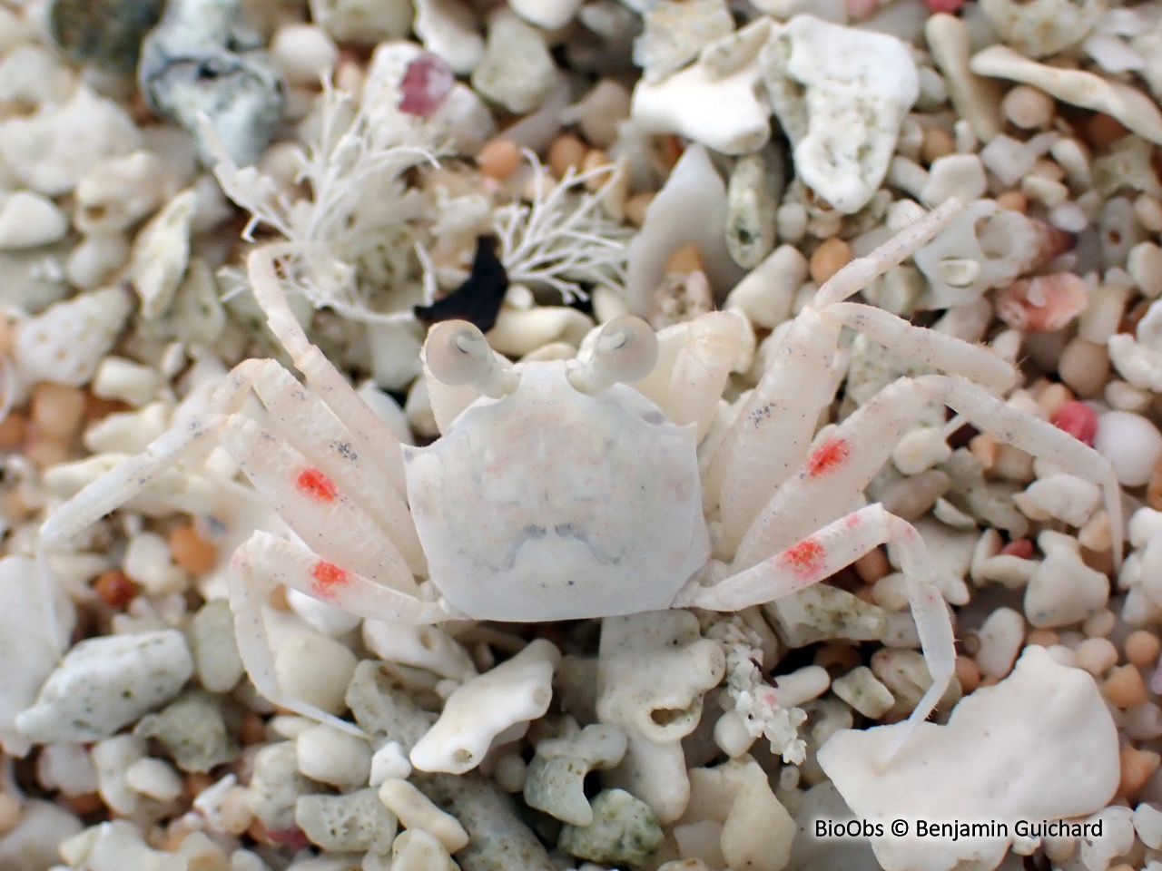 Crabe fantôme livide - Ocypode pallidula - Benjamin Guichard - BioObs