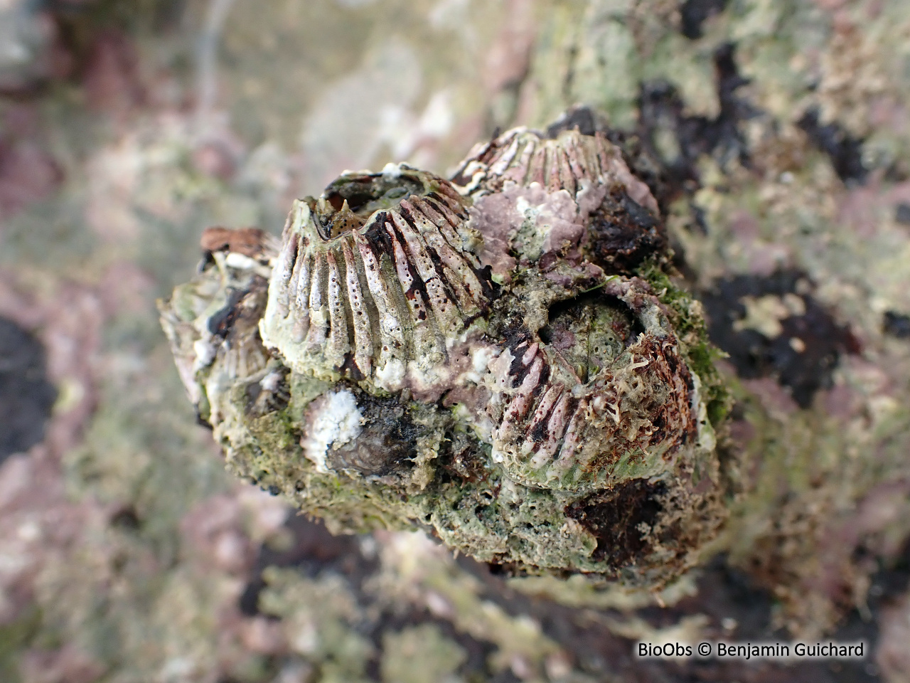 Balane volcan squameuse - Tetraclita squamosa - Benjamin Guichard - BioObs