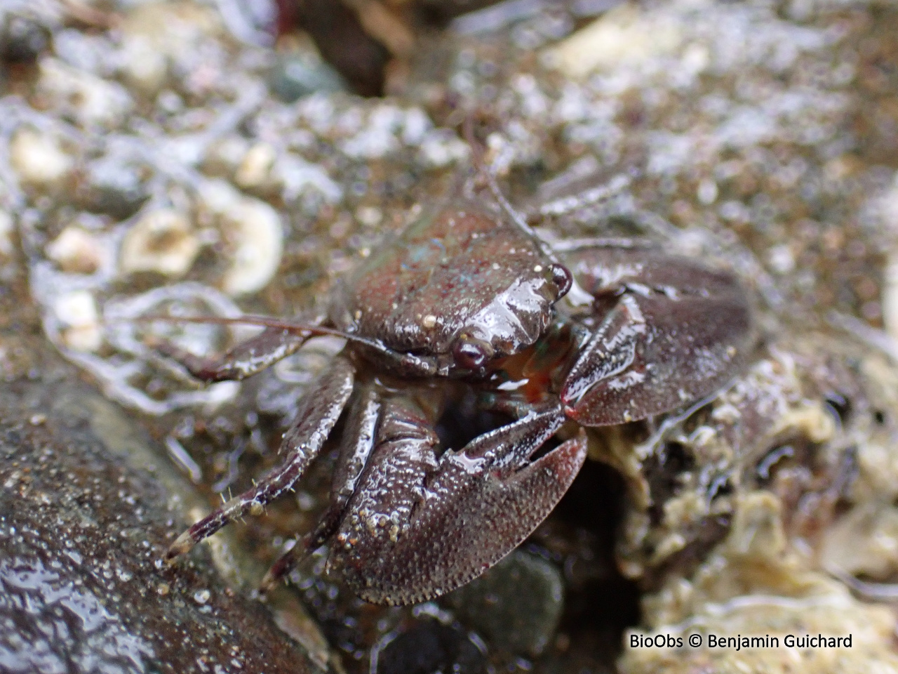 Crabe porcelaine de Lamarck - Petrolisthes lamarckii - Benjamin Guichard - BioObs