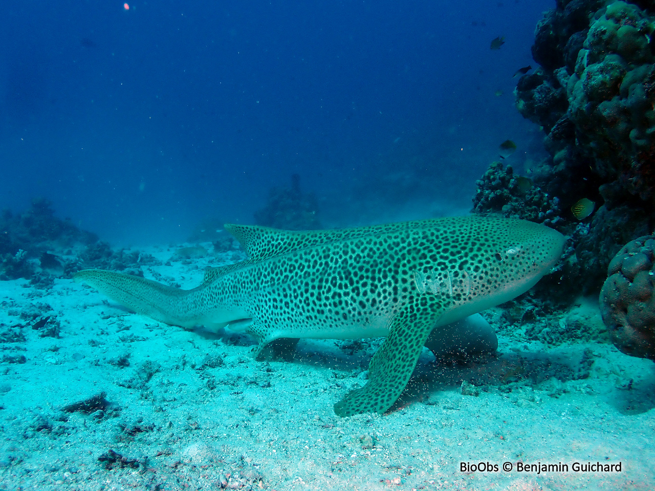 Requin zèbre - Stegostoma fasciatum - Benjamin Guichard - BioObs