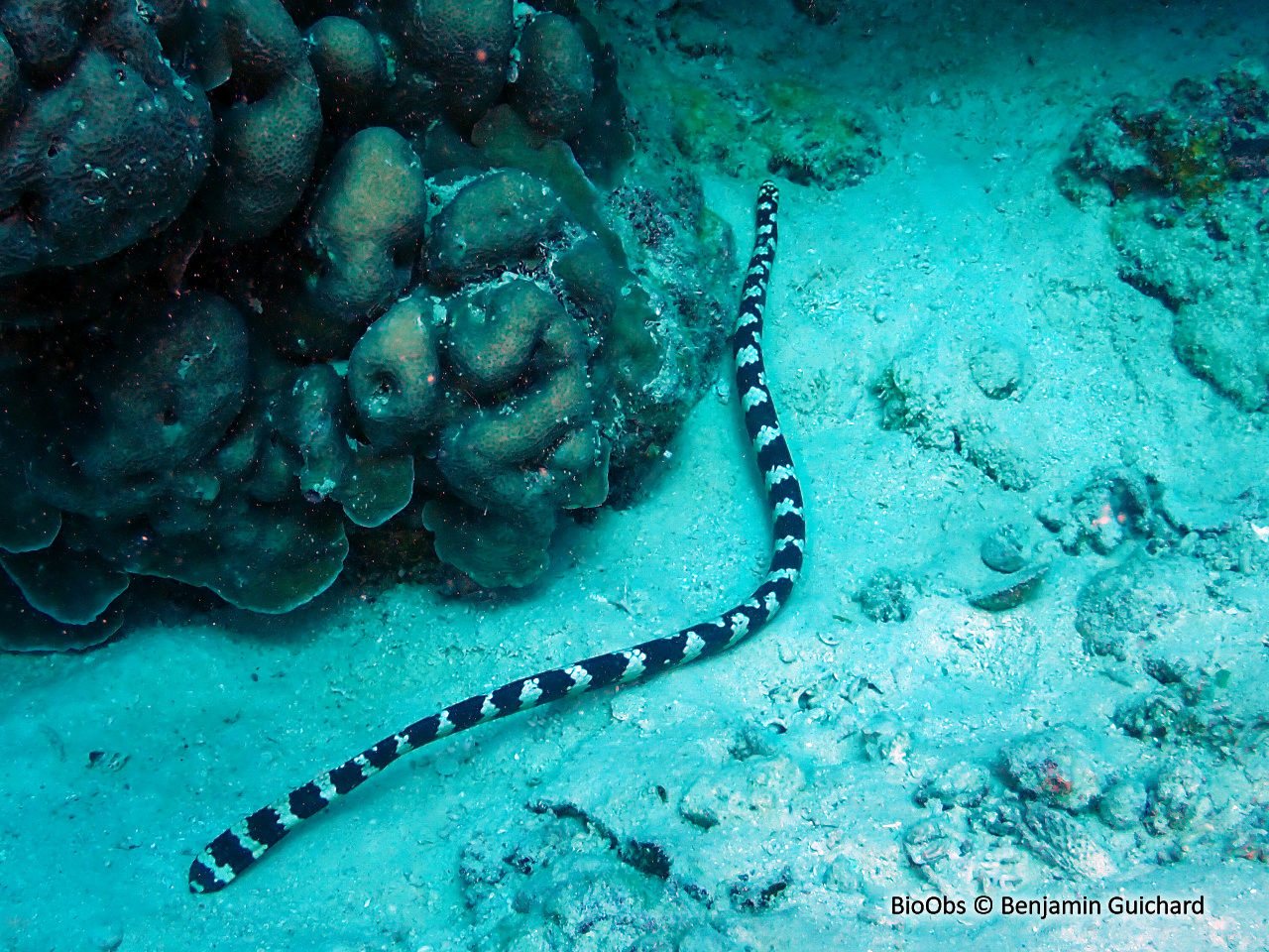 Serpent marin annelé à tête de tortue - Emydocephalus annulatus - Benjamin Guichard - BioObs