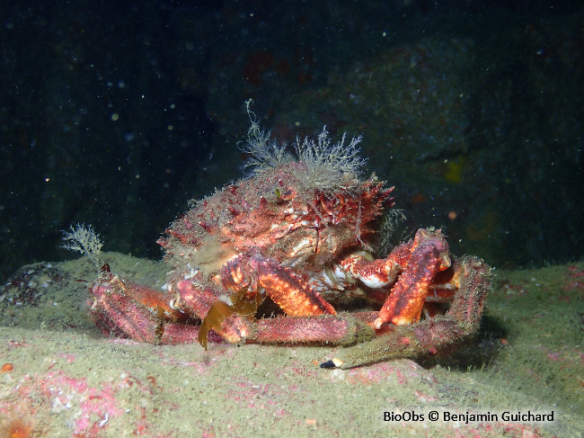 Araignée de mer Atlantique - Maja brachydactyla - Benjamin Guichard - BioObs