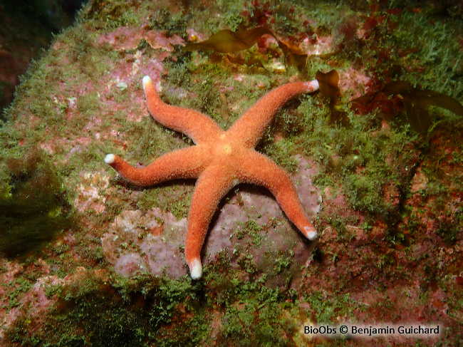 Etoile de mer Henricia - Henricia sp - Benjamin Guichard - BioObs