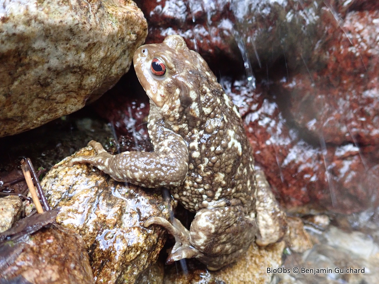 Crapaud épineux - Bufo spinosus - Benjamin Guichard - BioObs
