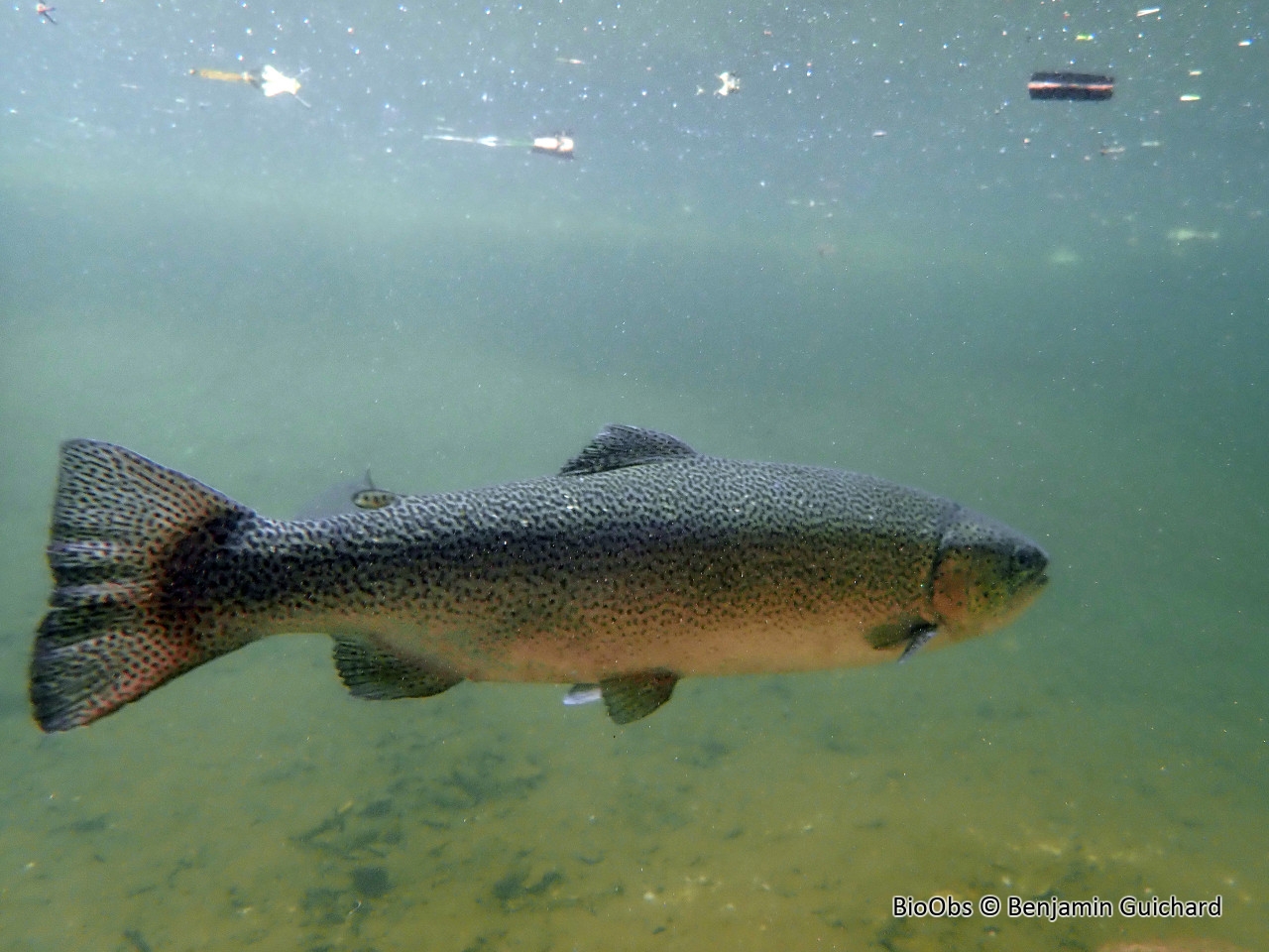 Truite arc-en-ciel - Oncorhynchus mykiss - Benjamin Guichard - BioObs