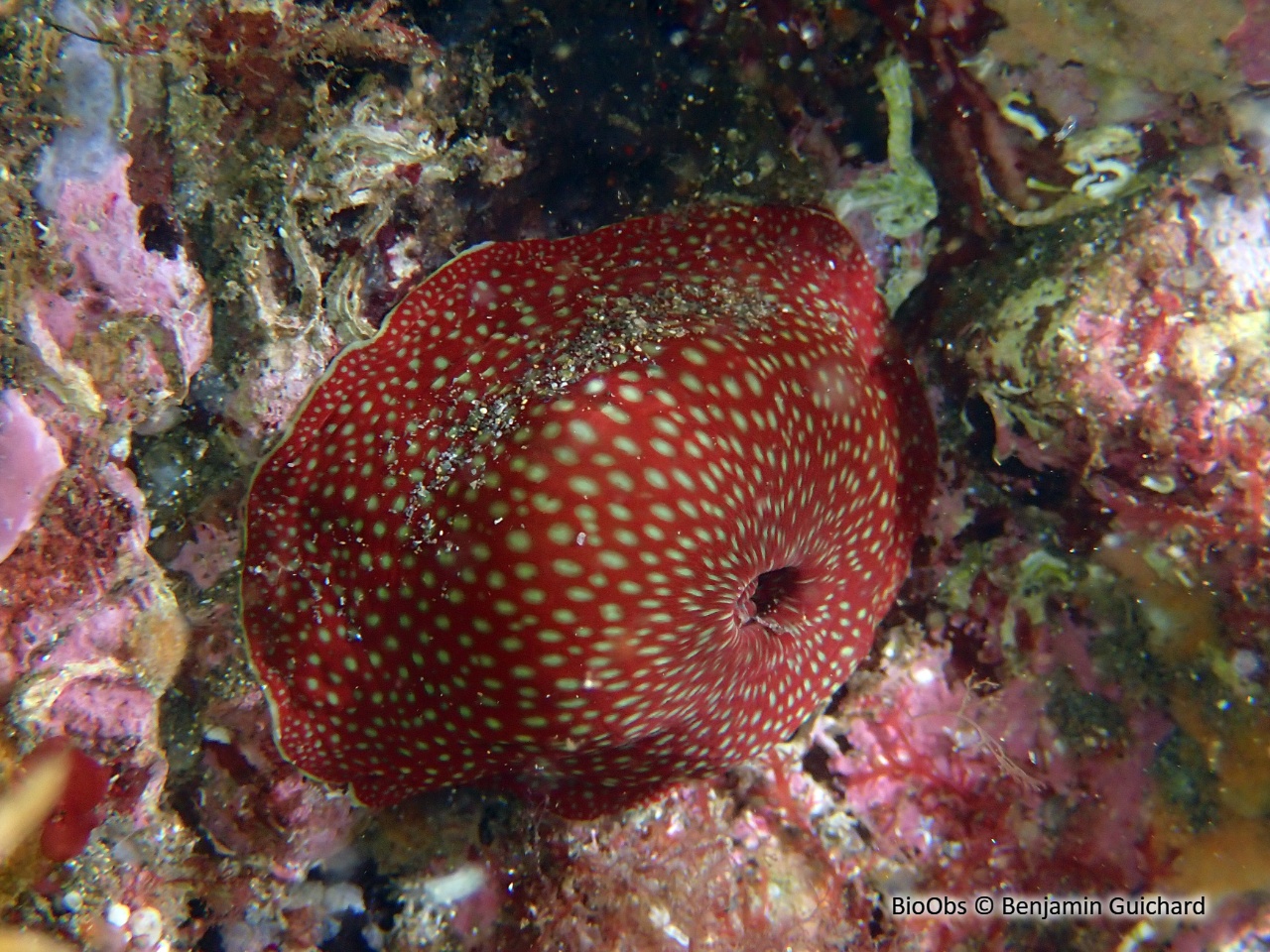 Anémone fraise - Actinia fragacea - Benjamin Guichard - BioObs