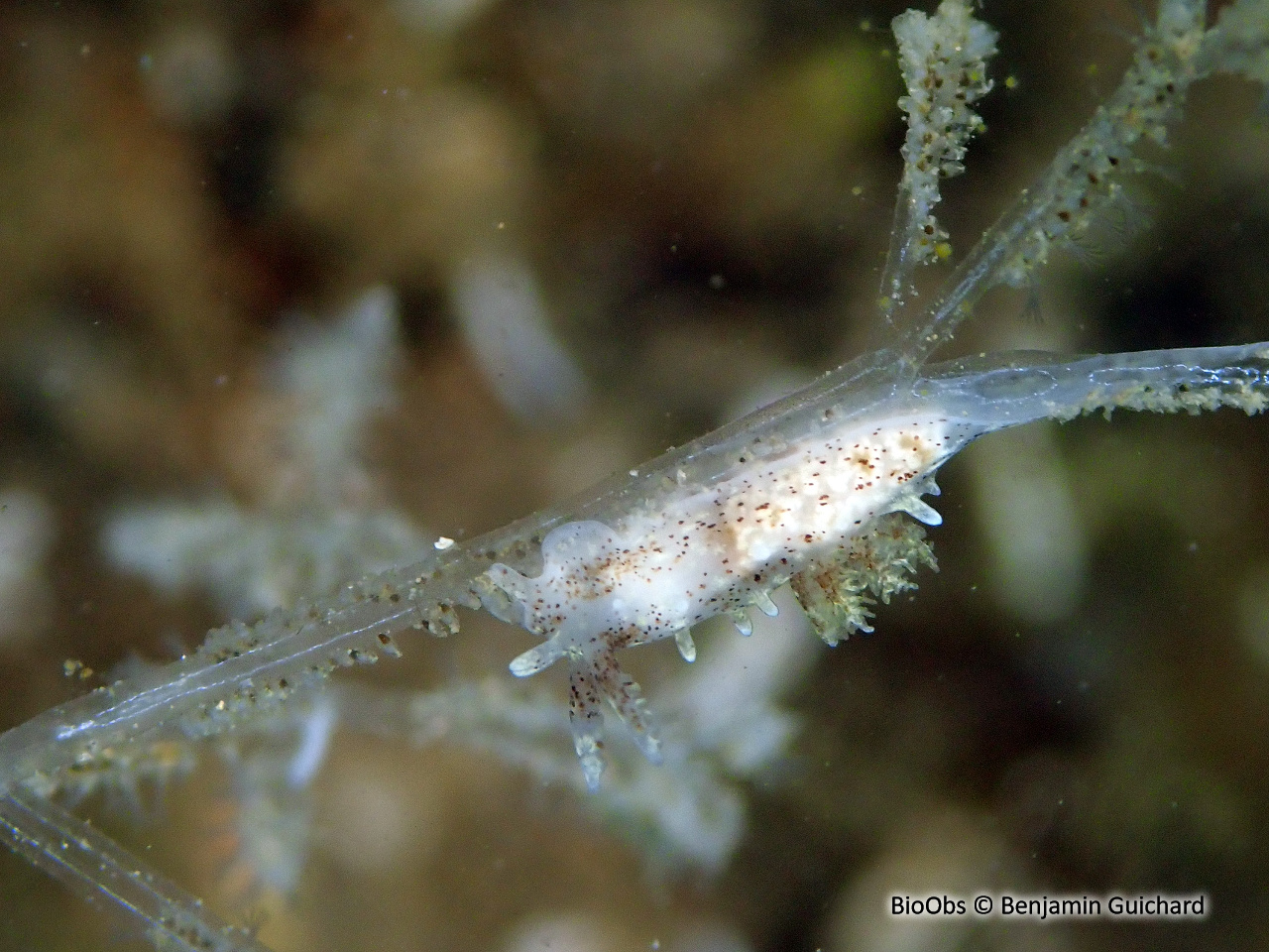 Okénia tachetée - Bermudella polycerelloide - Benjamin Guichard - BioObs