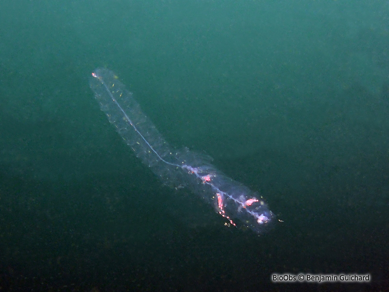 Siphonophore de l'atlantique - Agalma elegans - Benjamin Guichard - BioObs