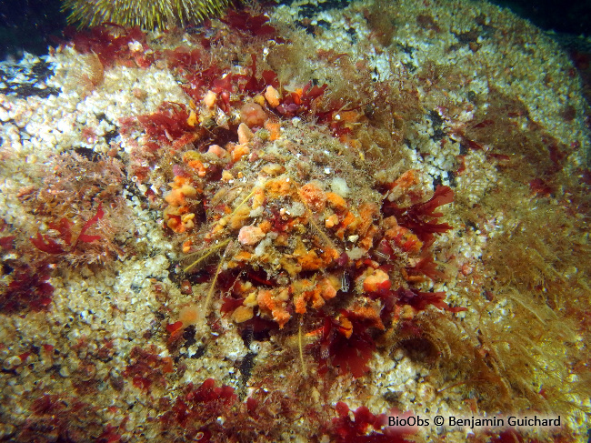 Petite araignée de mer - Maja crispata - Benjamin Guichard - BioObs