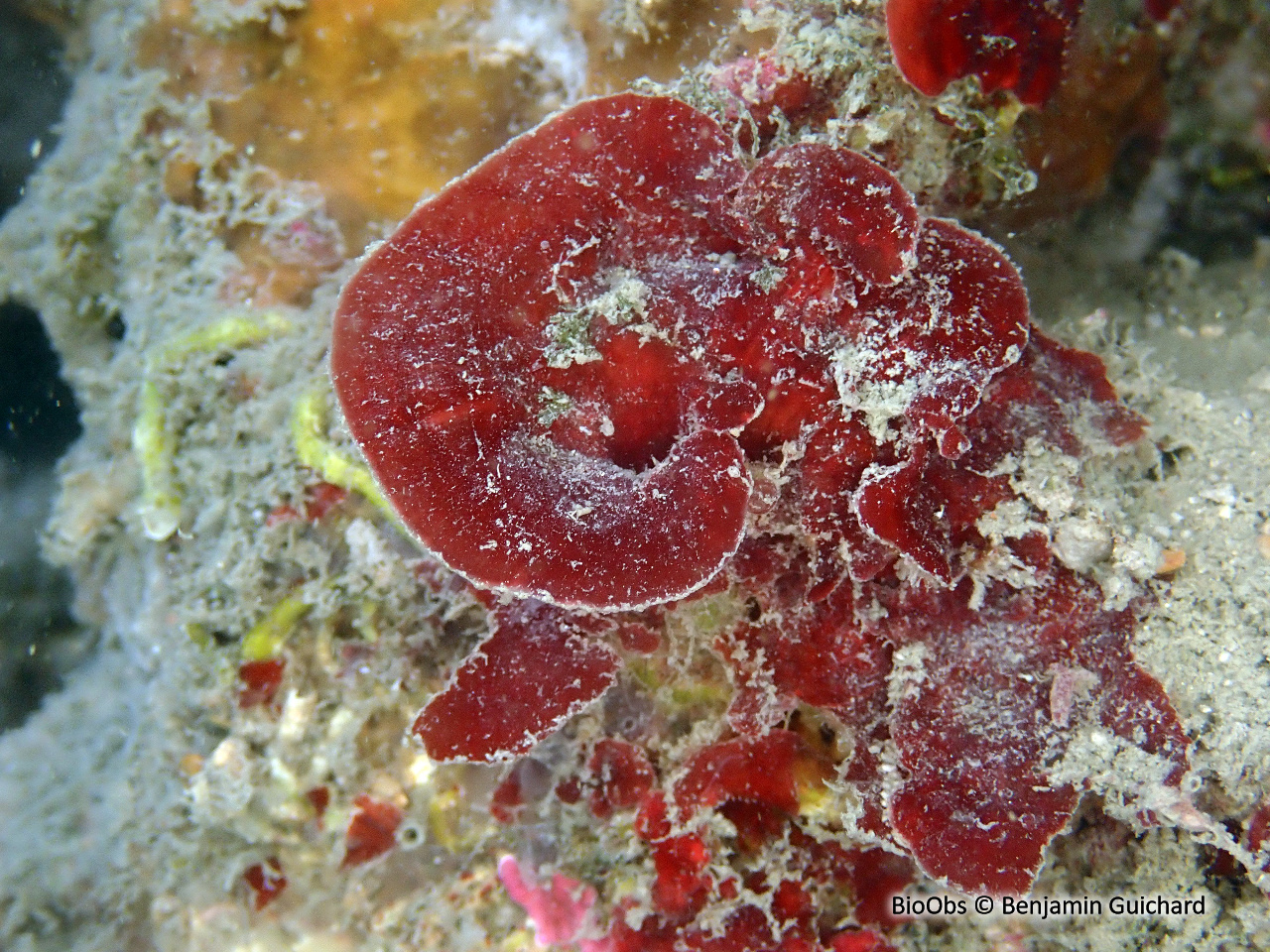 Peyssonnele rouge - Peyssonnelia rubra - Benjamin Guichard - BioObs