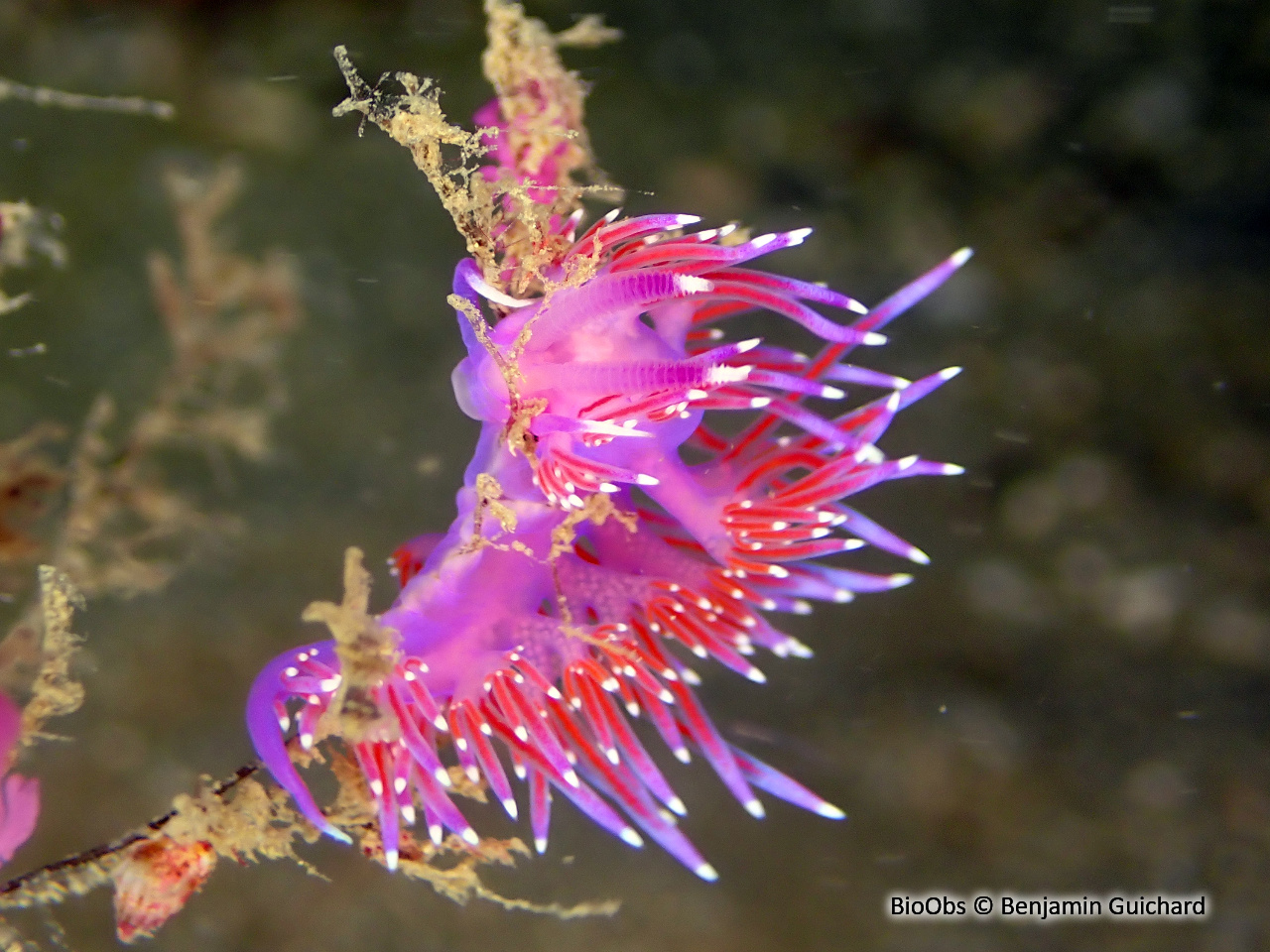 Flabelline mauve - Flabellina affinis - Benjamin Guichard - BioObs