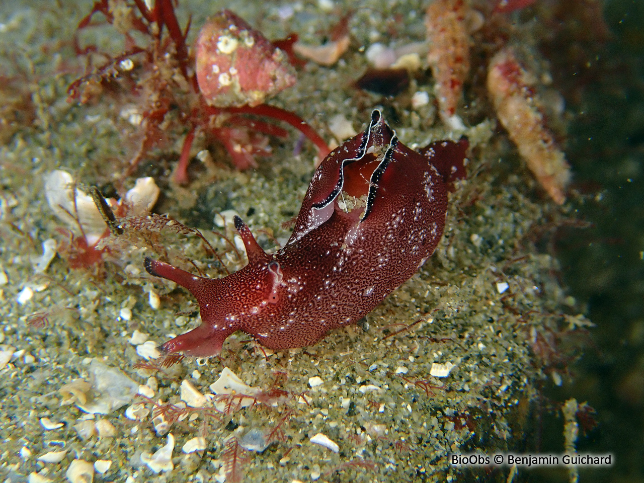 Aplysie naine - Aplysia parvula - Benjamin Guichard - BioObs