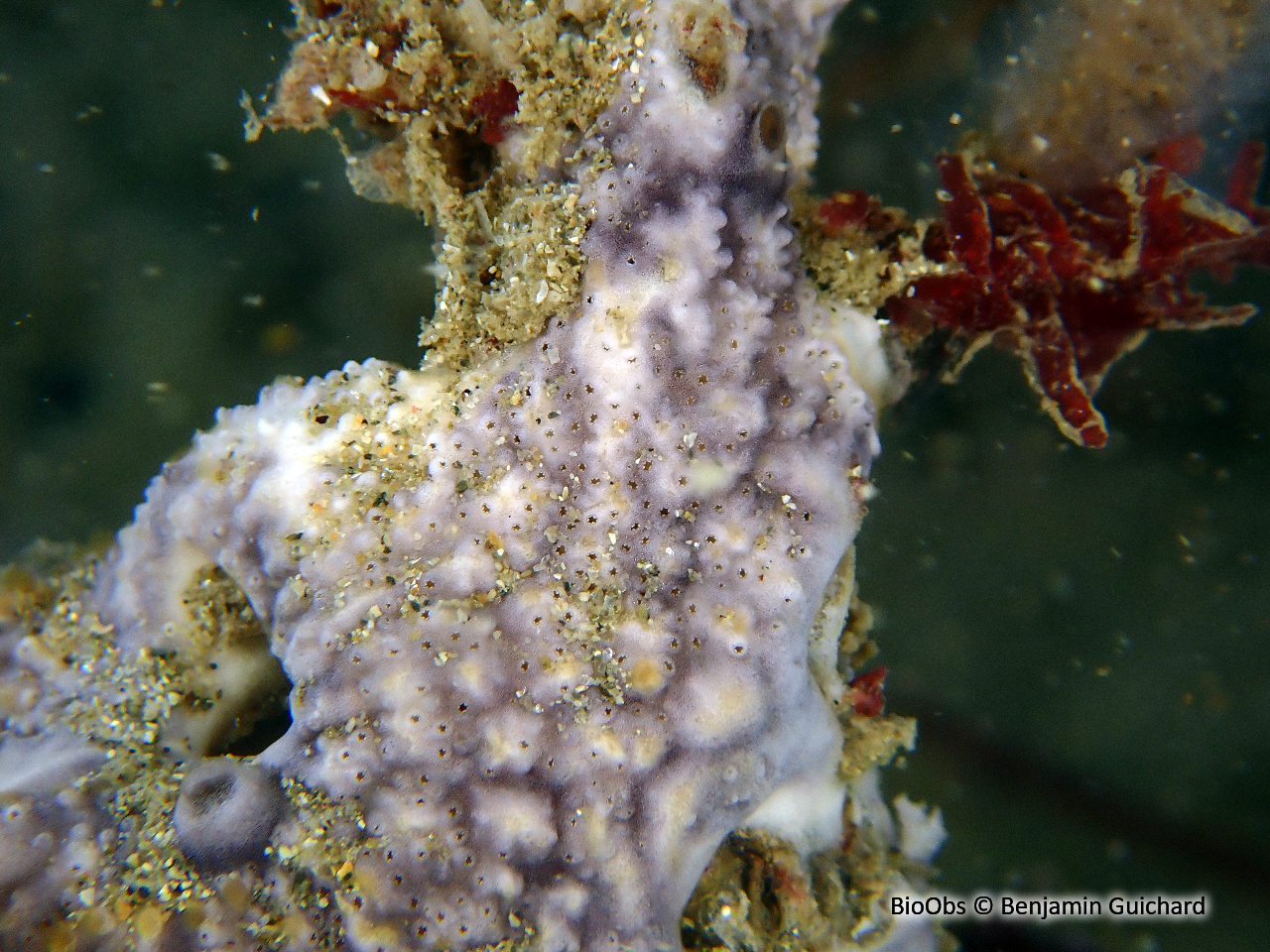 Didemne coriace - Didemnum coriaceum - Benjamin Guichard - BioObs