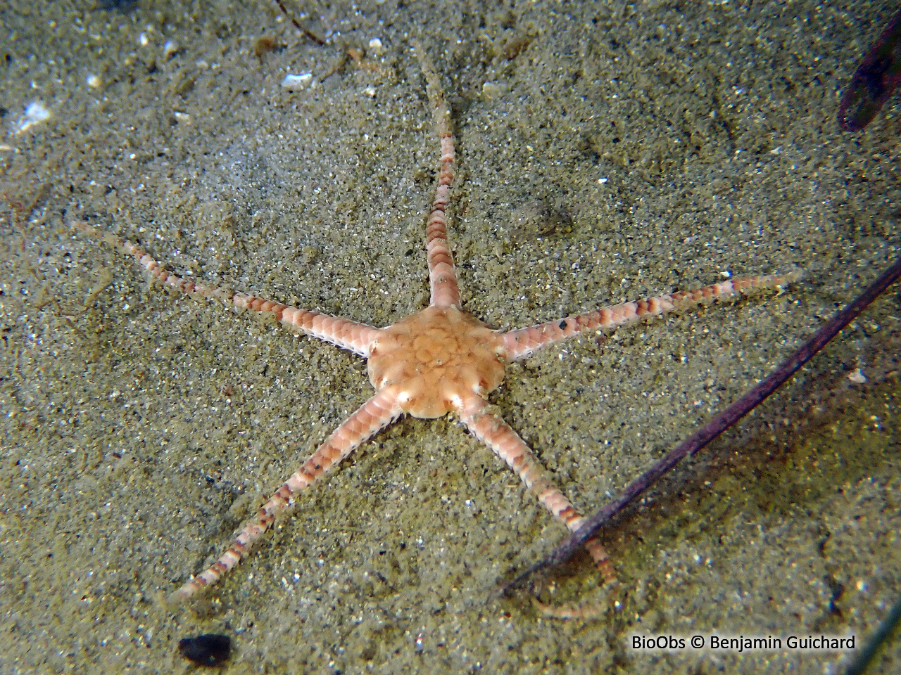 Ophiure commune - Ophiura ophiura - Benjamin Guichard - BioObs