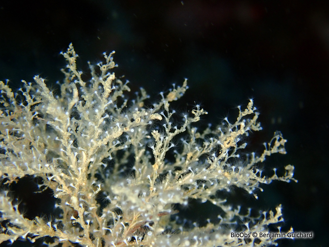 Eudendrium (genre) - Eudendrium - Benjamin Guichard - BioObs