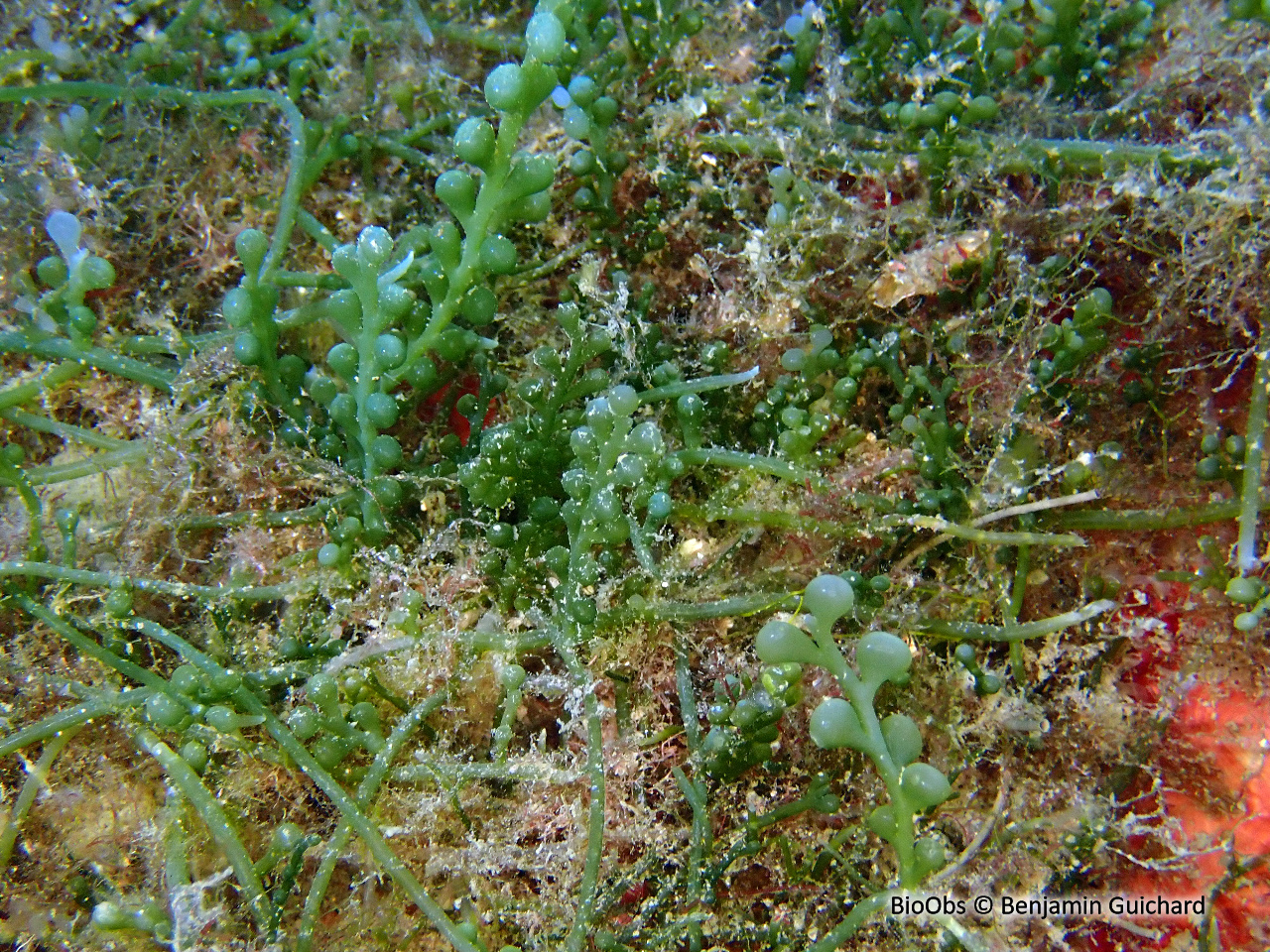 Caulerpe cylindracée - Caulerpa cylindracea - Benjamin Guichard - BioObs