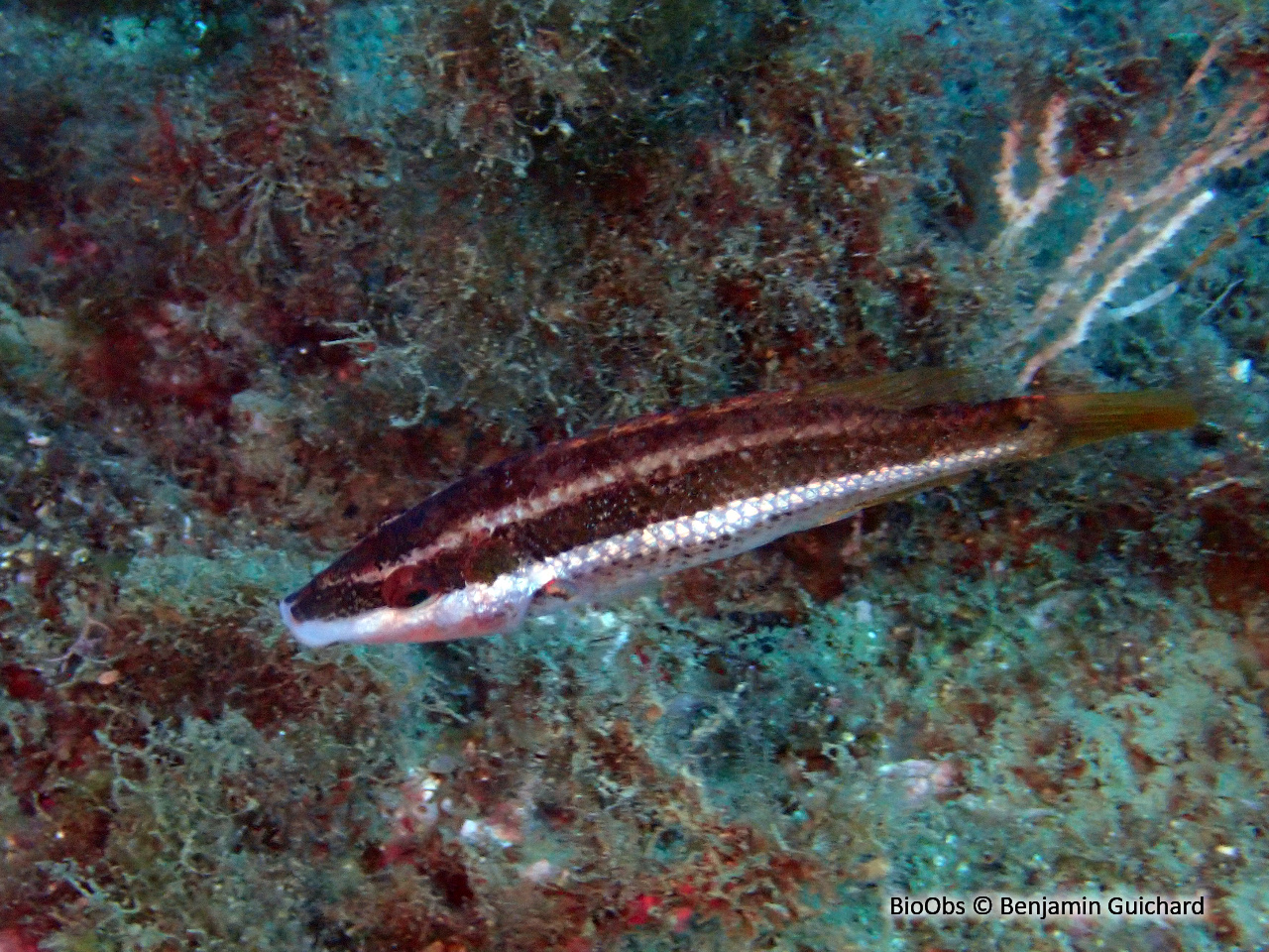 Crénilabre de Doderlein - Symphodus doderleini - Benjamin Guichard - BioObs