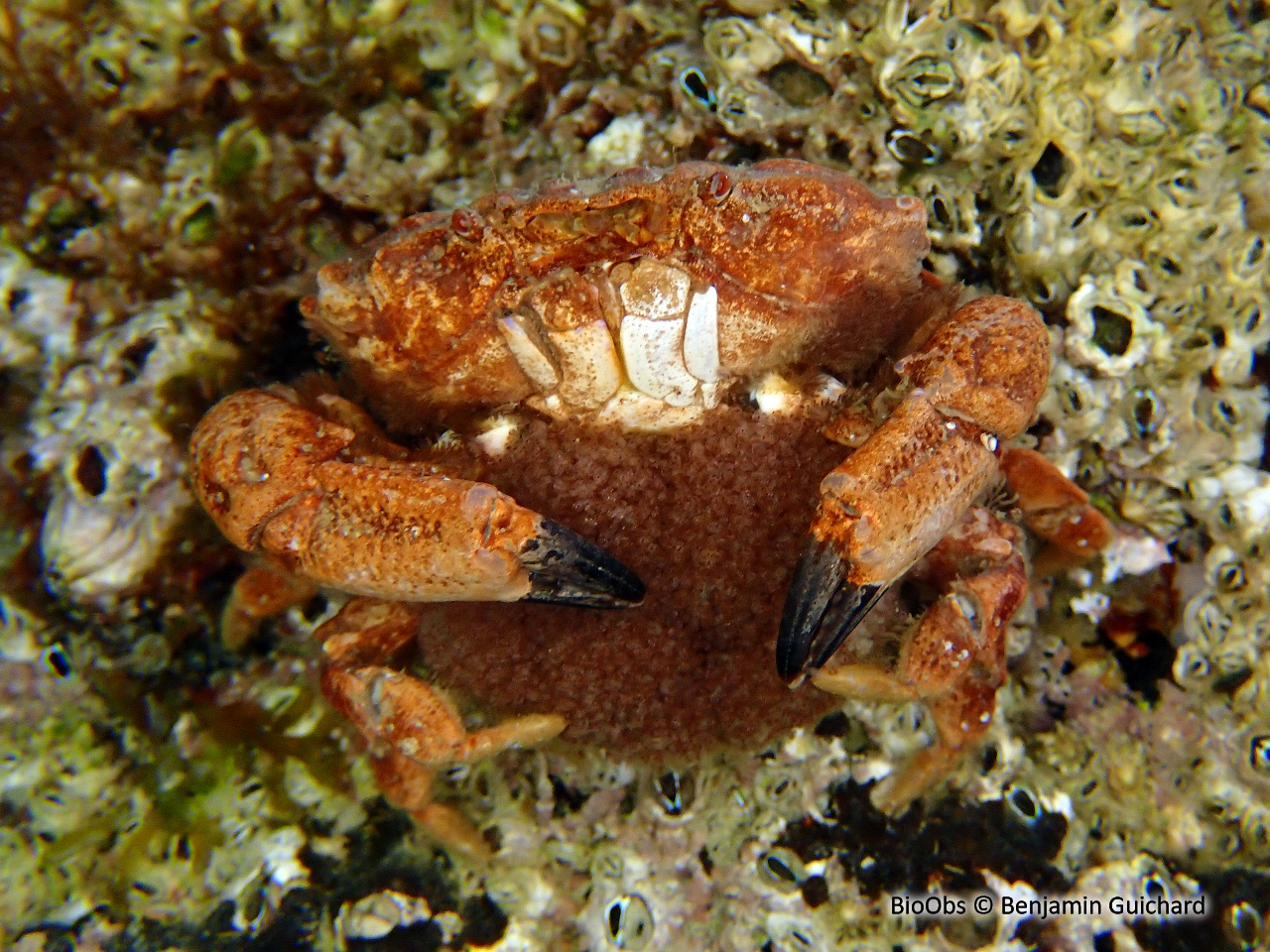Crabe de pierre - Xantho hydrophilus - Benjamin Guichard - BioObs