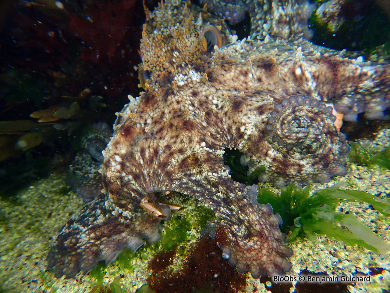 Poulpe commun - Octopus vulgaris - Benjamin Guichard - BioObs
