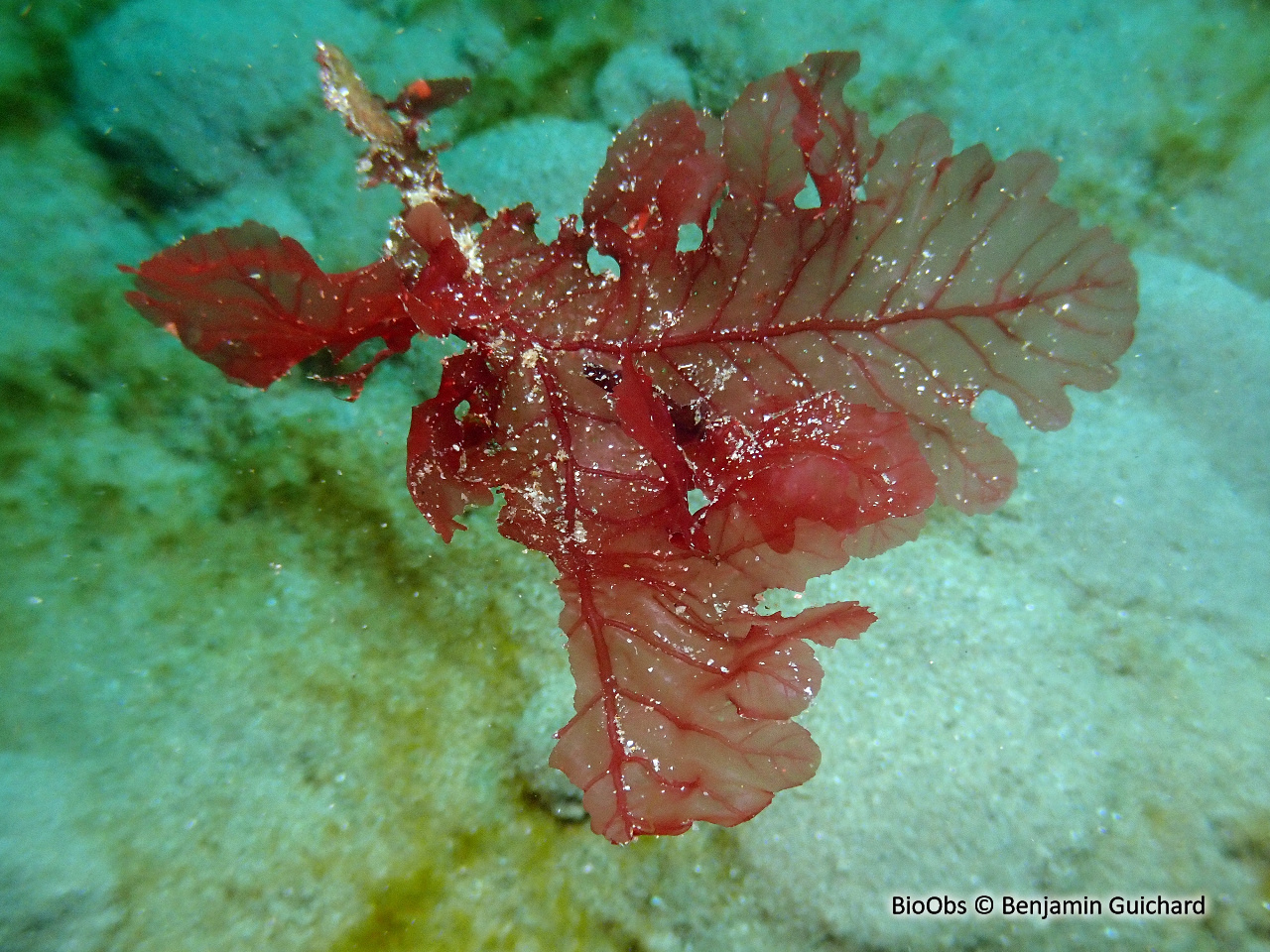 Algue feuille de châtaignier - Delesseria sanguinea - Benjamin Guichard - BioObs