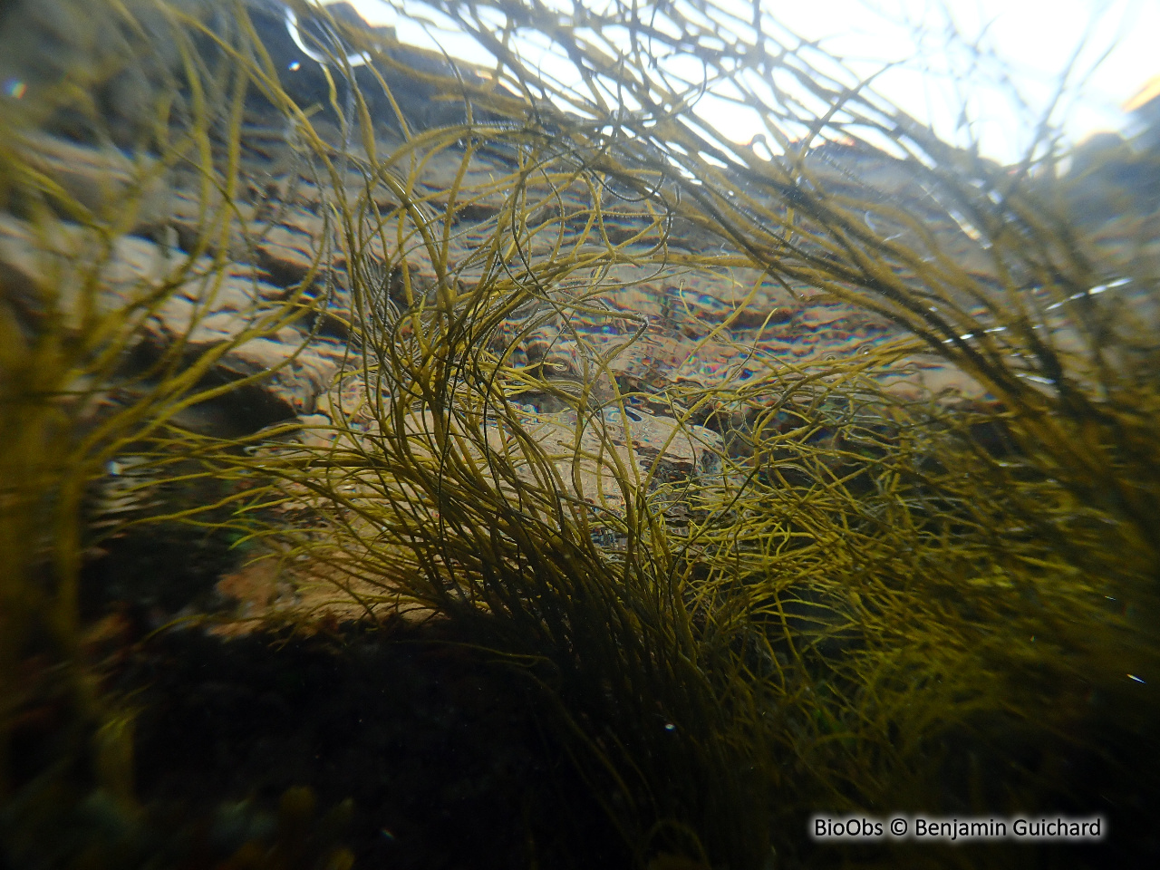Himanthale - Himanthalia elongata - Benjamin Guichard - BioObs