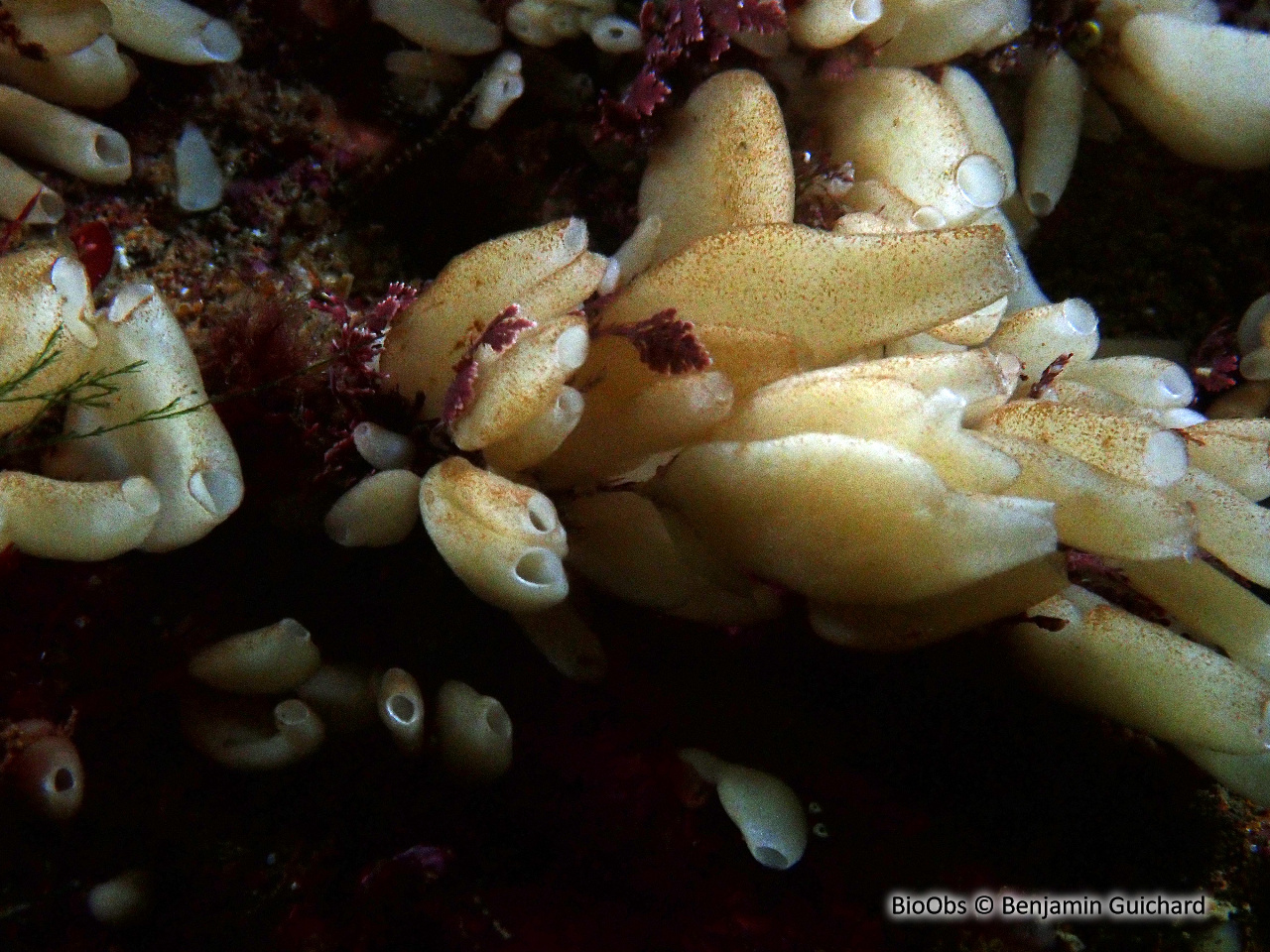 Eponge petite bourse aplatie - Grantia compressa - Benjamin Guichard - BioObs