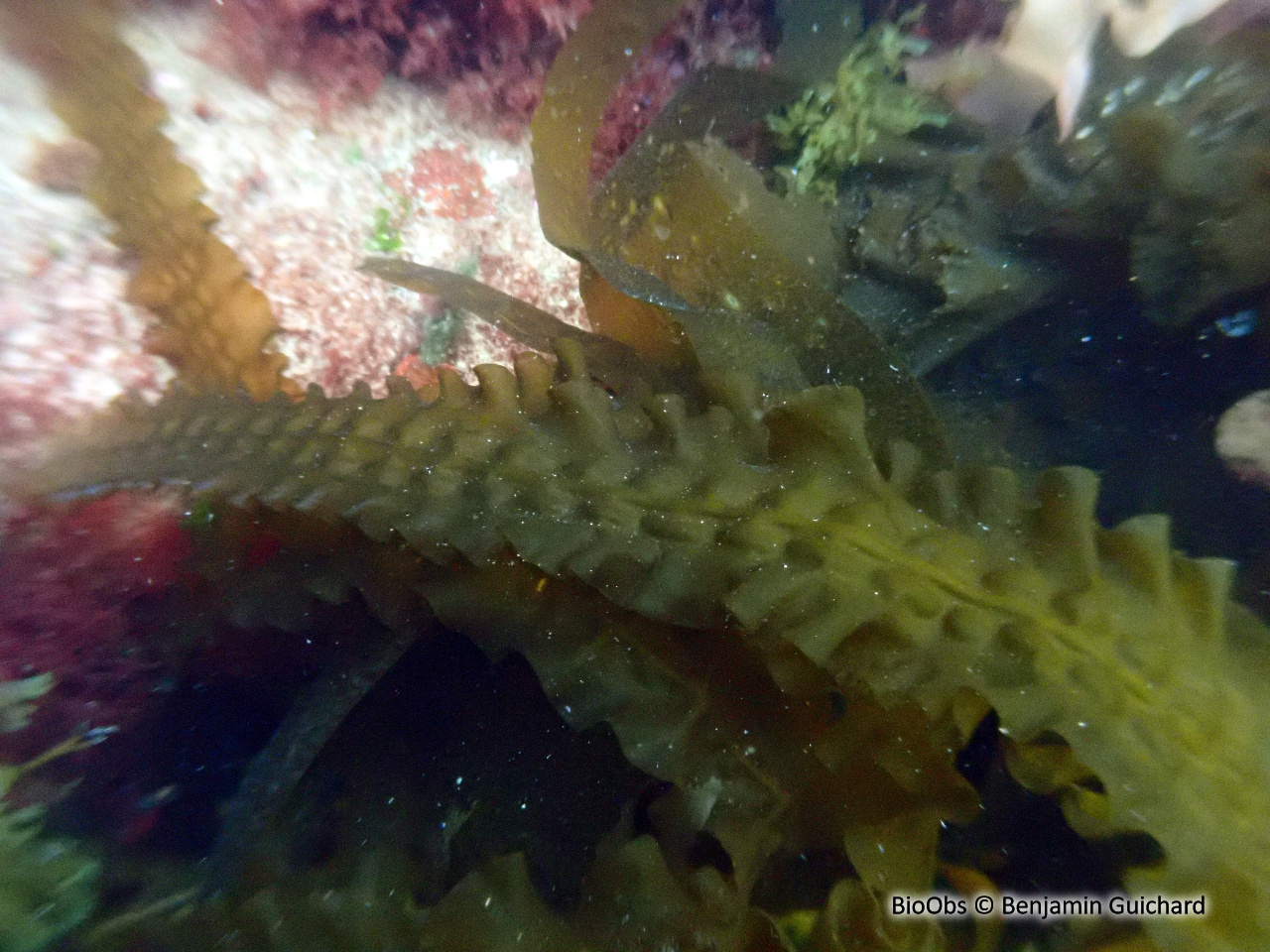 Laminaire sucrée - Saccharina latissima - Benjamin Guichard - BioObs