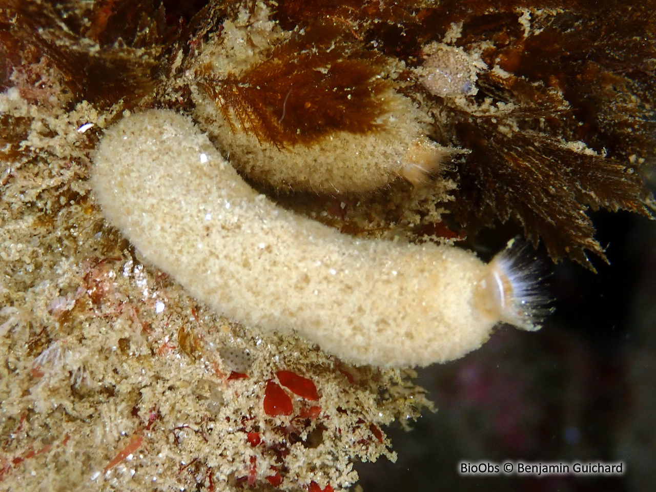 Eponge petit oeuf - Sycon ciliatum - Benjamin Guichard - BioObs