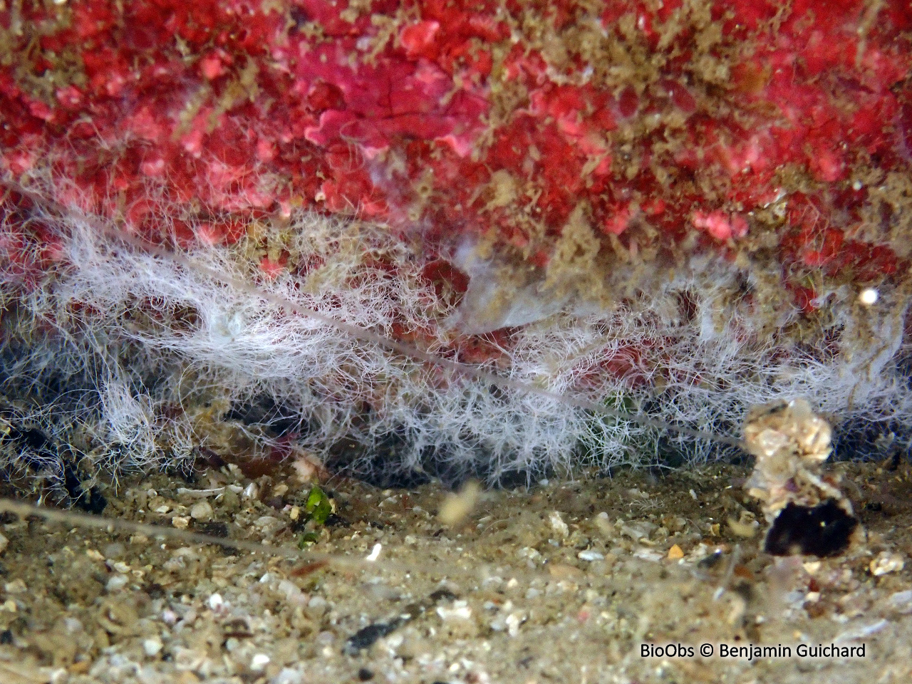 Havrelle merveilleuse - Havrella mirabilis - Benjamin Guichard - BioObs