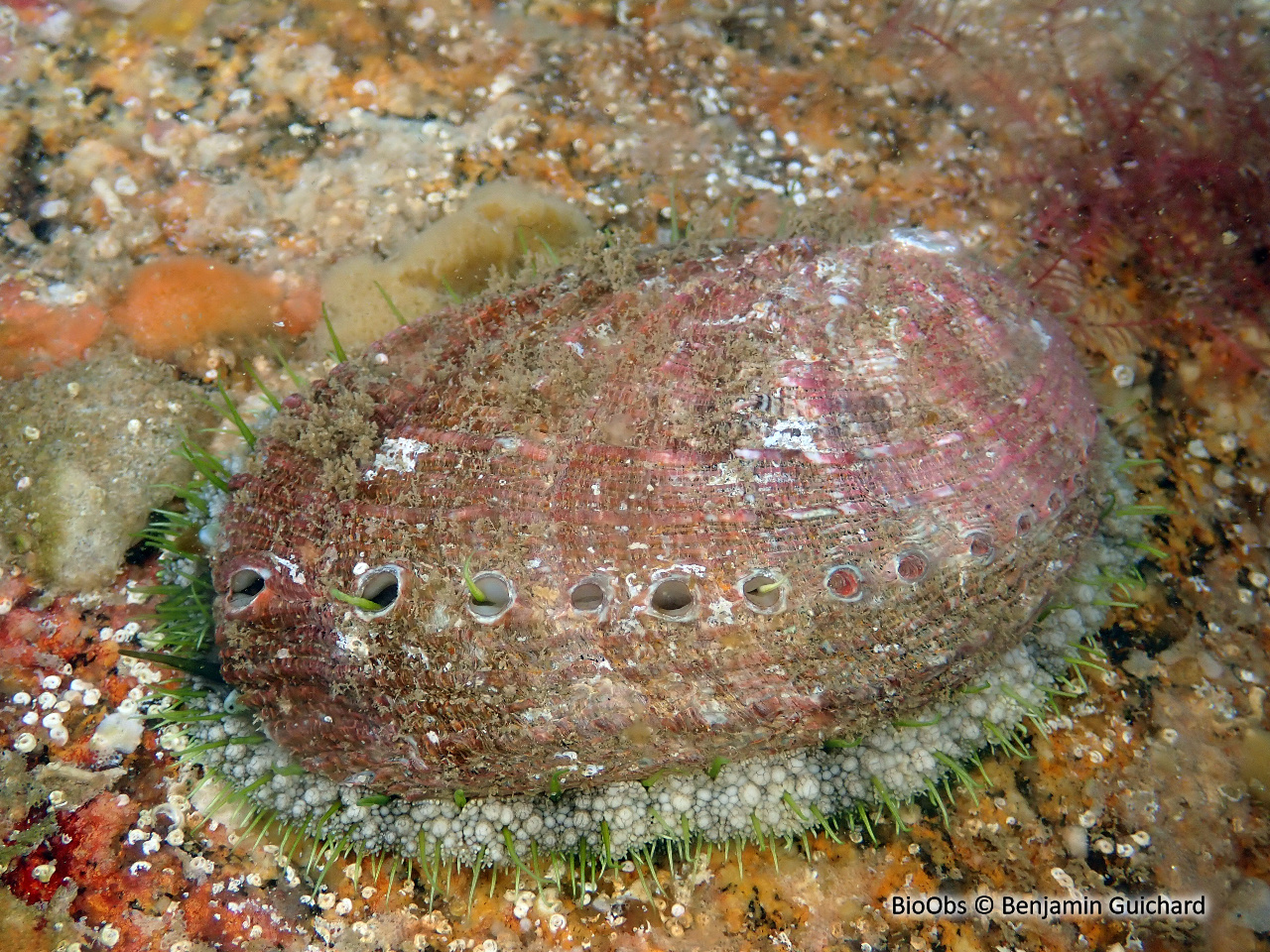 Ormeau - Haliotis tuberculata tuberculata - Benjamin Guichard - BioObs