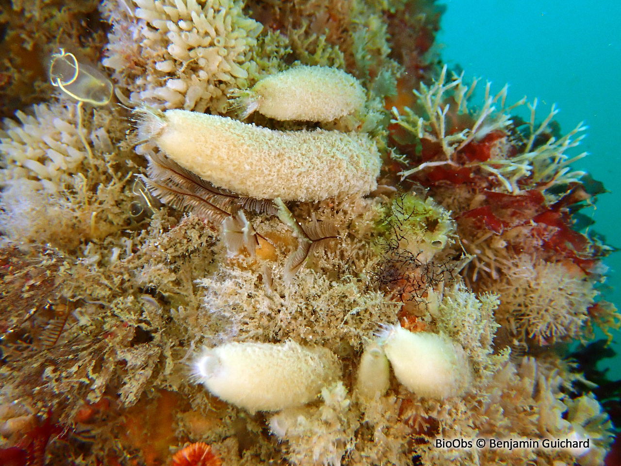 Eponge petit oeuf - Sycon ciliatum - Benjamin Guichard - BioObs