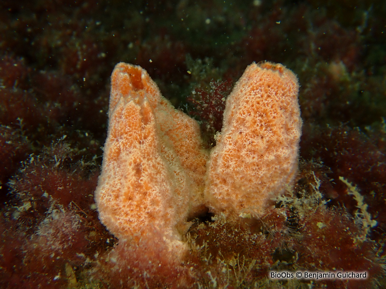 Eponge digitée rose saumon - Ulosa digitata - Benjamin Guichard - BioObs