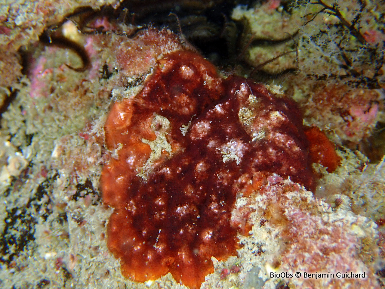 Bryozoaire encroûtant rouge - Schizobrachiella sanguinea - Benjamin Guichard - BioObs
