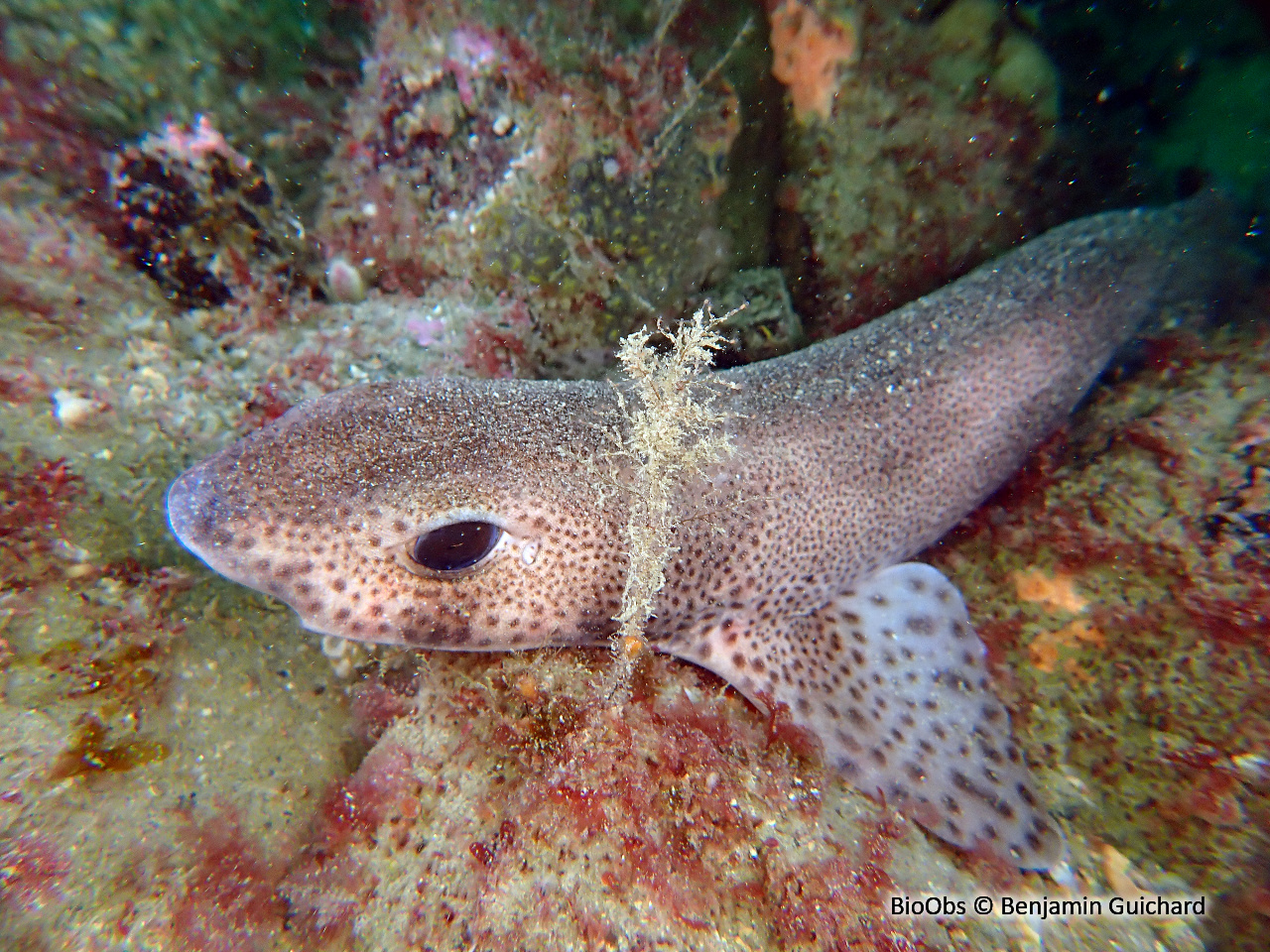 Petite roussette - Scyliorhinus canicula - Benjamin Guichard - BioObs