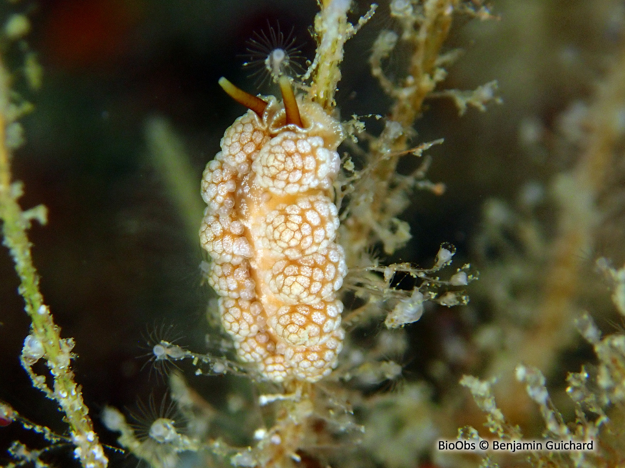 Doto fragile - Doto fragilis - Benjamin Guichard - BioObs