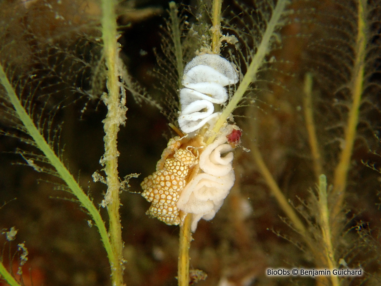 Doto fragile - Doto fragilis - Benjamin Guichard - BioObs