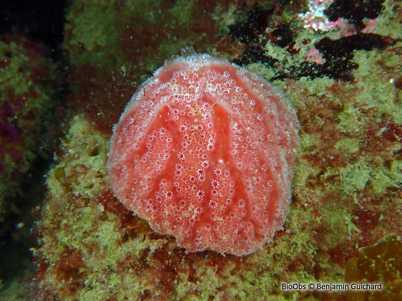 Fraise de mer - Aplidium elegans - Benjamin Guichard - BioObs