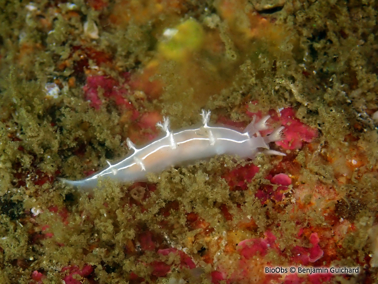 Tritonie rayée - Duvaucelia lineata - Benjamin Guichard - BioObs