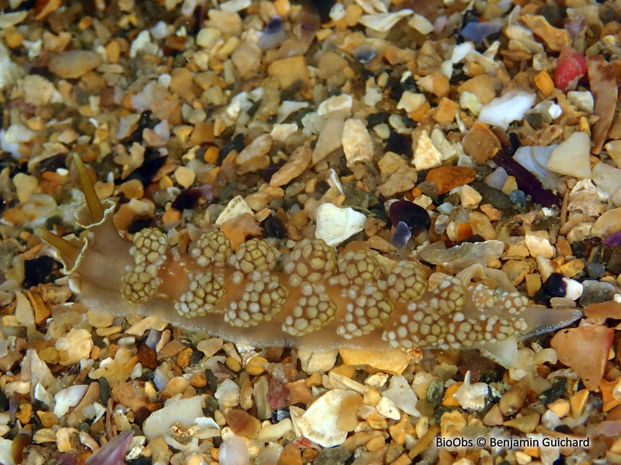 Doto fragile - Doto fragilis - Benjamin Guichard - BioObs