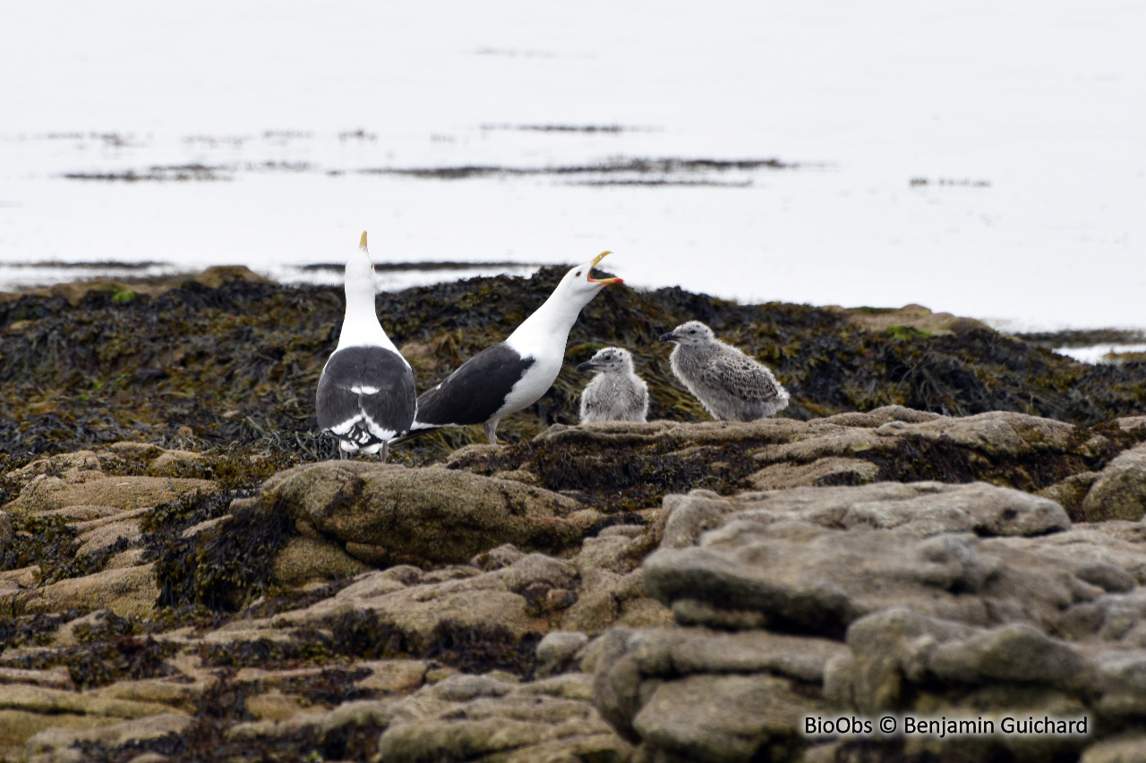 Goéland marin - Larus marinus - Benjamin Guichard - BioObs