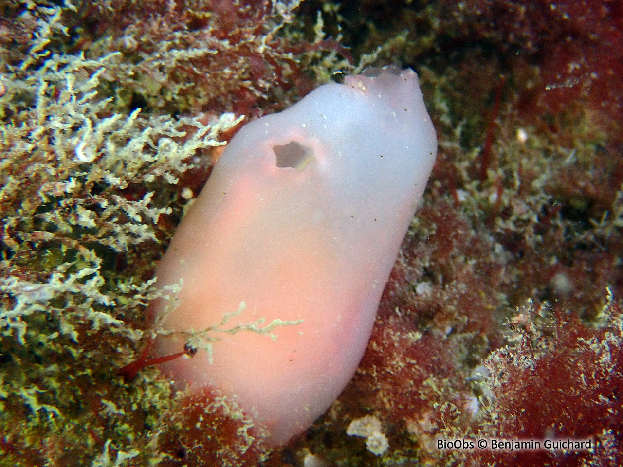 Ascidie rectangulaire - Ascidia virginea - Benjamin Guichard - BioObs